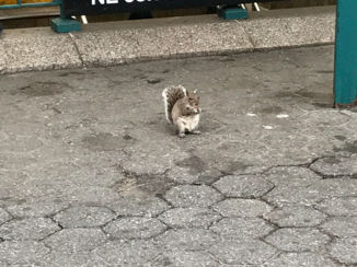 New York - Eekhoorn union park