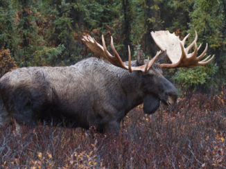 Alaska - Mannetjes eland