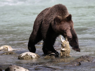 Alaska - Grizzly beer