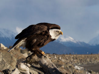 Alaska - Bald eagle in Homer