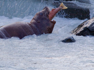 Alaska - Sea lion in Valdes