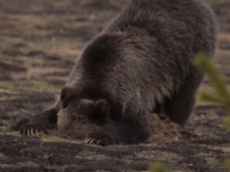 Yellowstone National Park - I cannot find it