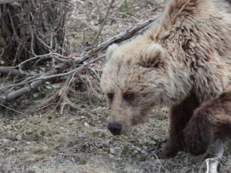 Denali National Park