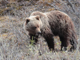 Denali National Park
