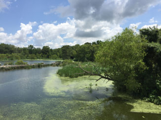 Louisiana - Avery Island