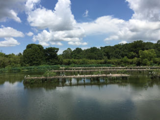Louisiana - Birdwatching