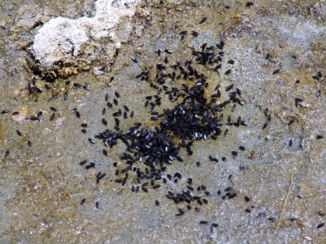 Yosemite National Park - Tienduizenden alkali-vliegen, waar je niets van merkt