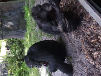 Orlando - Ieder voor zich.