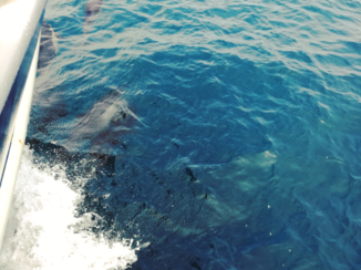 San Diego - Whale watching tour