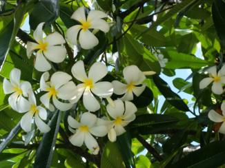 Kauai - Hawaiian lei's