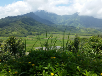 Kauai - Hanalei valley