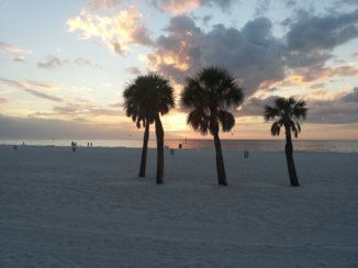 Florida - Prachtige palmen /natuur