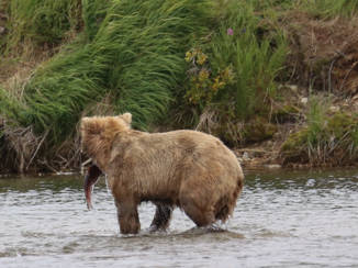 Alaska - Etende beer