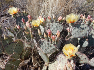 Big Bend National Park - Desert flower