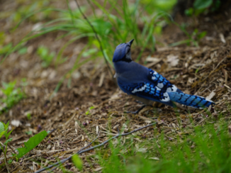 New York - Central parcs