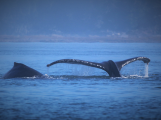 Alaska - Staart van een walvis