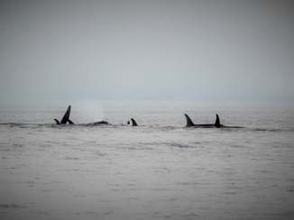 Alaska - een groep orkas in de mist