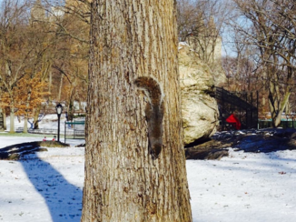 New York - Eekhoorntje in de sneeuw