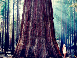 Yosemite National Park - Mammoetbomen / Reuzensequoia's