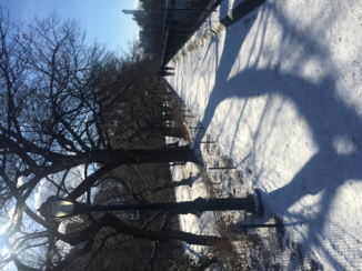 New York - Central park