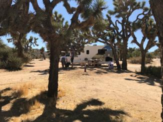 Amerika - Camping Joshua tree