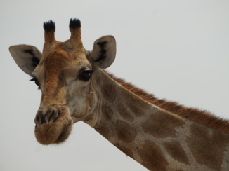 ANWB Vakantie - Etsosha