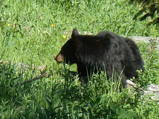 Amerika - Zwarte moederbeer (2 cubs)