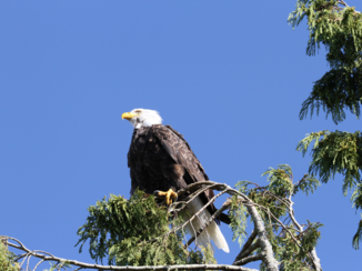 Tioga Tours - Bald Eagle in toffino Vancouver Island