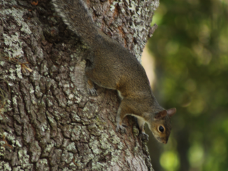 Florida - Squirrel