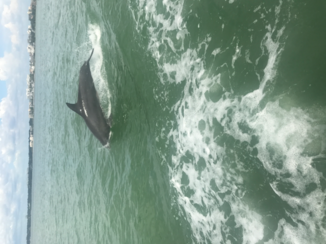 Florida - Little toot tour Clearwater