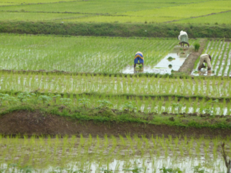 ANWB Vakantie - plaatselijke bevolking aan het werk