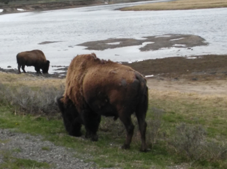 Yellowstone National Park - Yellowstone