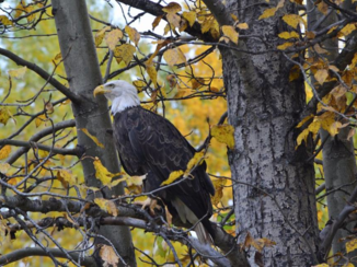 Alaska - American Bald Eagle