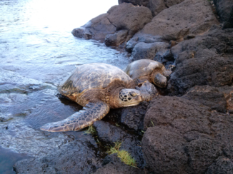 Kauai - Zwemmen naast schildpadden