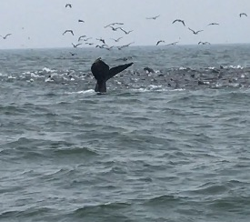 Amerika - Whale watching Monterey