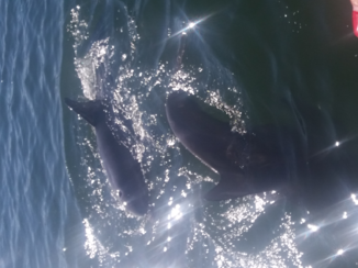 Deep South - Dolfijnen