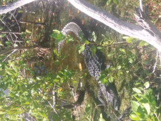 Deep South - alligators