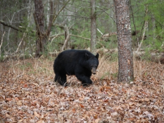 Great Smoky Mountains National Park