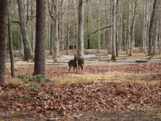 Great Smoky Mountains National Park