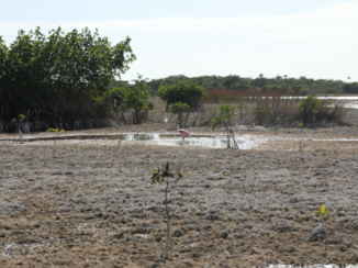Florida - Everglades