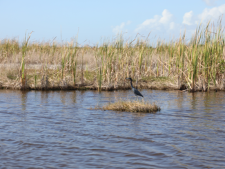 Florida - Everglades