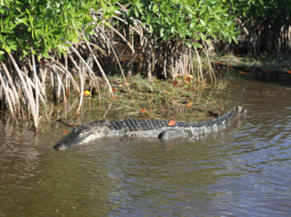 Florida - Everglades