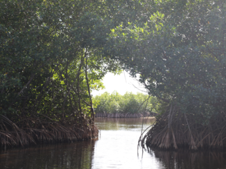 Florida - Everglades