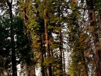 California - Humans for scale