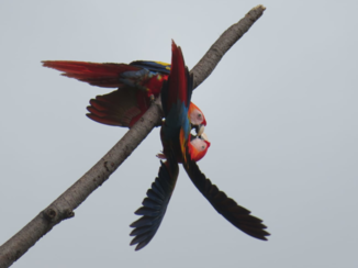 ANWB Vakantie - Fighting