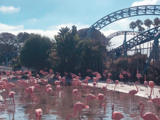 Amerika - Seaworld san diego