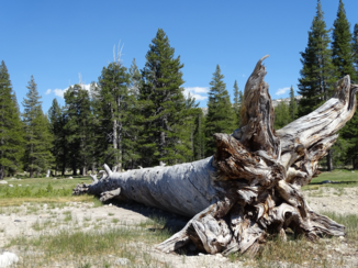 Yosemite National Park - Langs de tioga road