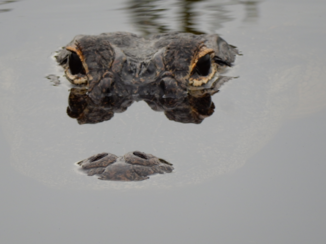 Amerika - the everglades