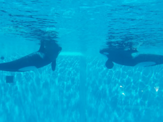 Amerika - San diego show