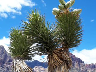 Amerika - Red rock canyon
